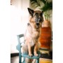 Sigma 35MM F1.2 DG II Art for Sony  E / L- Mount